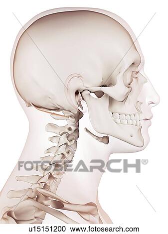 Stock Image - Human neck muscles. Fotosearch