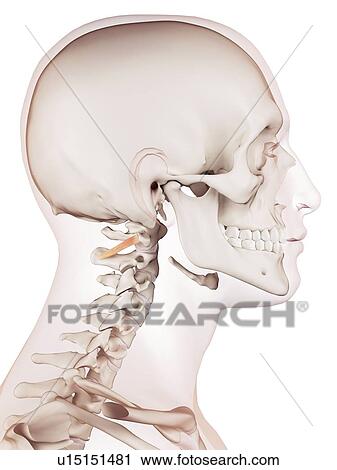 Human neck muscles View Large Photo Image Stock Image - Human neck muscles. Fotosearch