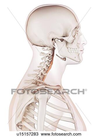 Human neck muscles View Large Photo Image Stock Image - Human neck muscles. Fotosearch