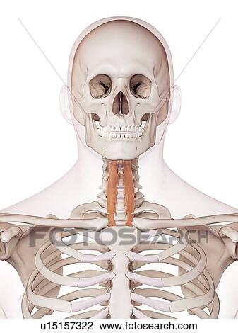 Stock Image - Human neck muscles. Fotosearch