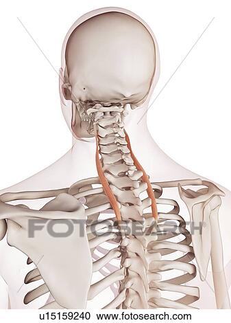 Human neck muscles View Large Photo Image Stock Image - Human neck muscles. Fotosearch
