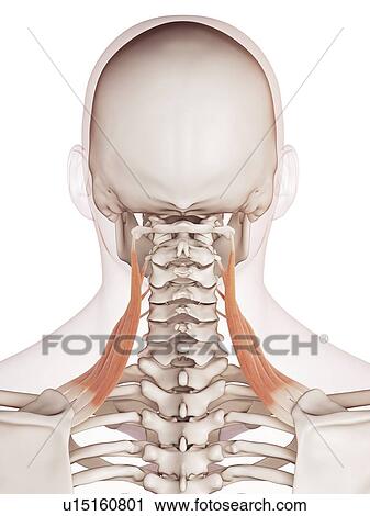 Stock Image - Human neck muscles. Fotosearch