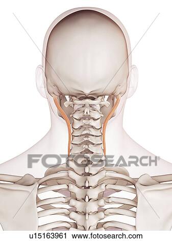 Stock Image - Human neck muscles. Fotosearch