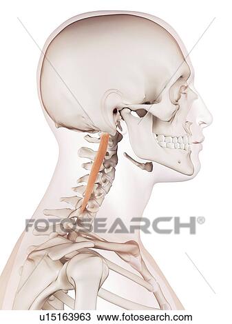 Stock Image - Human neck muscles. Fotosearch