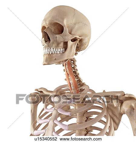 Human neck muscles View Large Photo Image Stock Image - Human neck muscles. Fotosearch