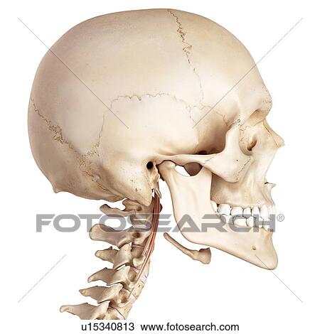 Human neck muscles View Large Photo Image Stock Image - Human neck muscles. Fotosearch