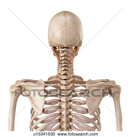 Stock Image - Human neck muscles. Fotosearch