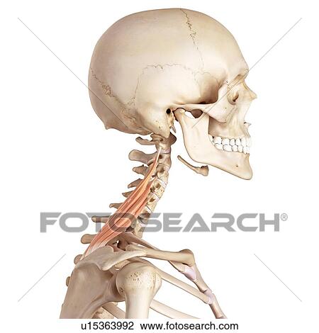 Stock Image - Human neck muscles. Fotosearch