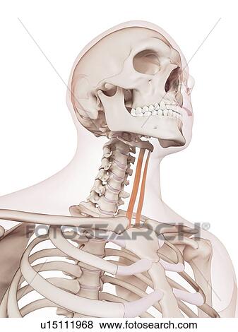 Stock Photo - Human neck muscles. Fotosearch
