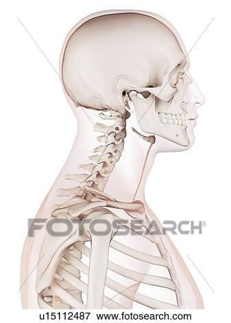 Human neck muscles View Large Photo Image Stock Photo - Human neck muscles. Fotosearch