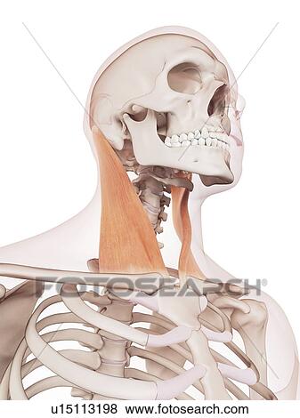 Human neck muscles View Large Photo Image Stock Photo - Human neck muscles. Fotosearch
