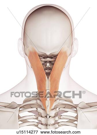 Human neck muscles View Large Photo Image Stock Photo - Human neck muscles. Fotosearch