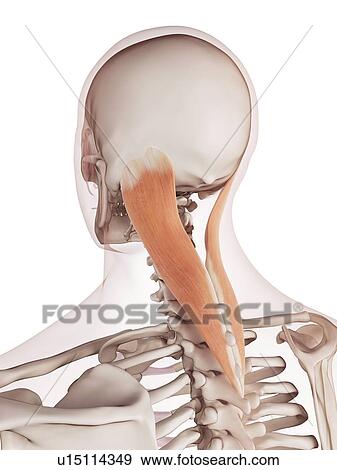 Stock Photo - Human neck muscles. Fotosearch