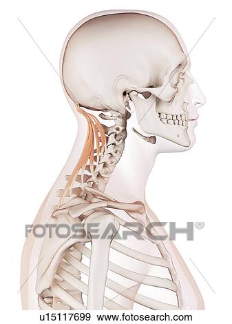 Stock Photo - Human neck muscles. Fotosearch