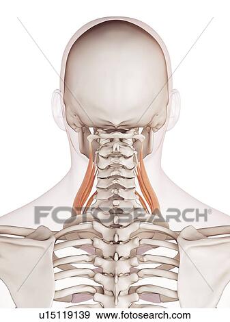 Stock Photo - Human neck muscles. Fotosearch