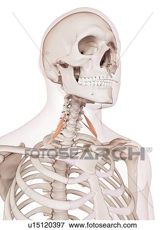 Human neck muscles View Large Photo Image Stock Photo - Human neck muscles. Fotosearch