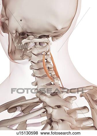 Stock Photo - Human neck muscles. Fotosearch