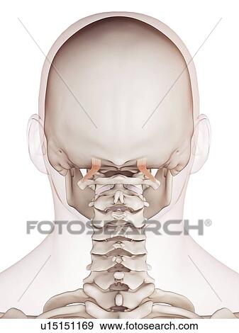 Human neck muscles View Large Photo Image Stock Photo - Human neck muscles. Fotosearch