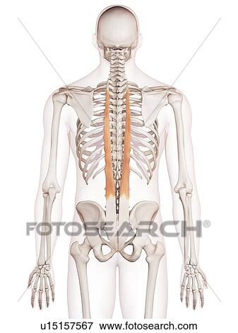 Stock Photo - Human neck muscles. Fotosearch
