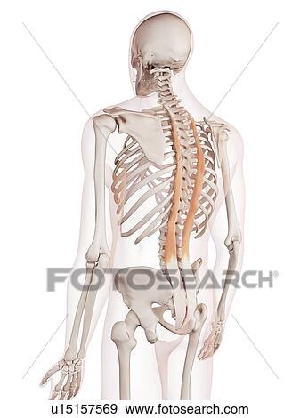 Stock Photo - Human neck muscles. Fotosearch