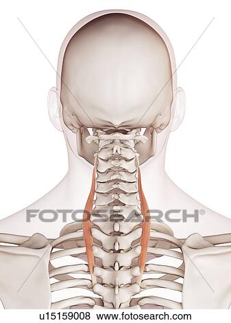 Stock Photo - Human neck muscles. Fotosearch