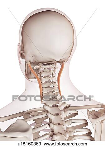 Human neck muscles View Large Photo Image Stock Photo - Human neck muscles. Fotosearch