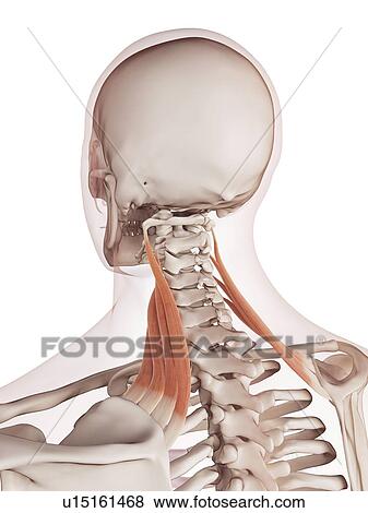 Human neck muscles View Large Photo Image Stock Photo - Human neck muscles. Fotosearch