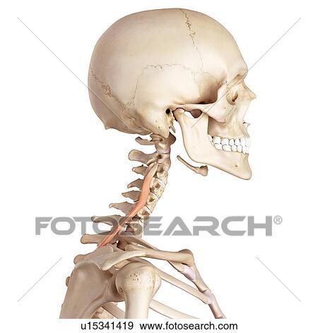 Stock Photo - Human neck muscles. Fotosearch