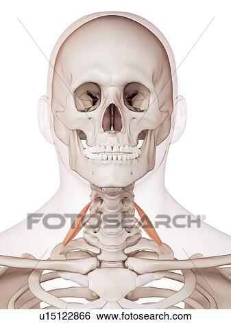 Stock Photograph - Human neck muscles. Fotosearch