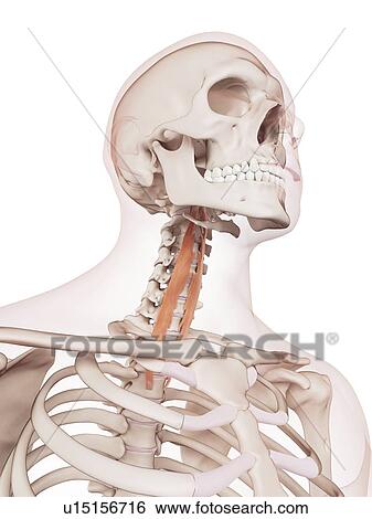 Human neck muscles View Large Photo Image Stock Photograph - Human neck muscles. Fotosearch