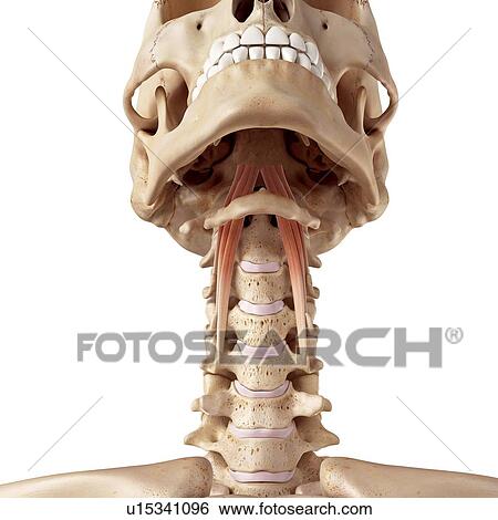 Human neck muscles View Large Photo Image Stock Photograph - Human neck muscles. Fotosearch