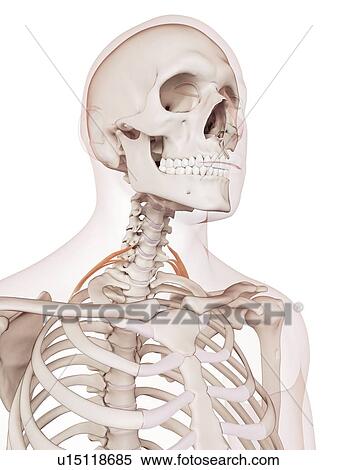 Stock Photography - Human neck muscles. Fotosearch