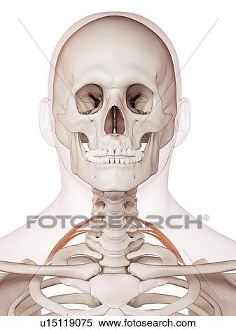 Human neck muscles View Large Photo Image Stock Photography - Human neck muscles. Fotosearch