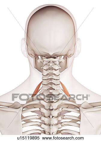 Human neck muscles View Large Photo Image Stock Photography - Human neck muscles. Fotosearch