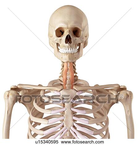 Stock Photography - Human neck muscles. Fotosearch