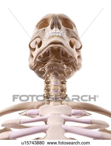 Stock Image - Human neck nerves. Fotosearch