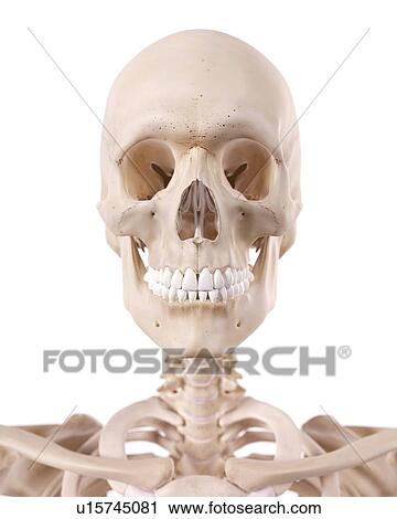 Human neck nerves View Large Photo Image Stock Image - Human neck nerves. Fotosearch