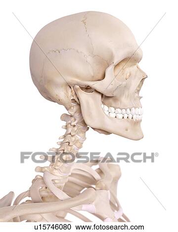 Human neck nerves View Large Photo Image Stock Image - Human neck nerves. Fotosearch