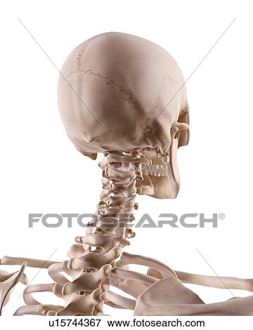 Human neck nerves View Large Photo Image Stock Photo - Human neck nerves. Fotosearch