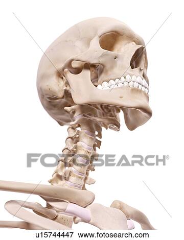 Human neck nerves View Large Photo Image Stock Photo - Human neck nerves. Fotosearch