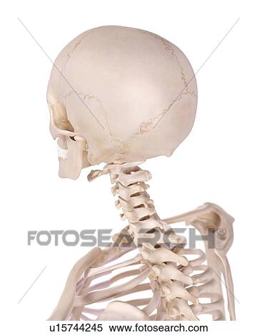 Stock Photography - Human neck nerves. Fotosearch