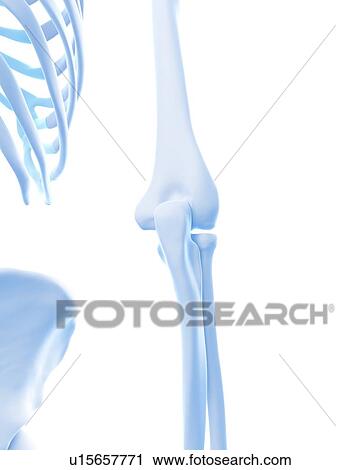 Human oblique muscles View Large Photo Image Stock Image - Human oblique muscles. Fotosearch