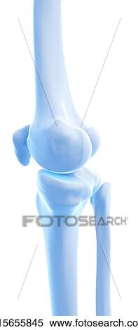 Human oblique muscles View Large Photo Image Stock Photography - Human oblique muscles. Fotosearch