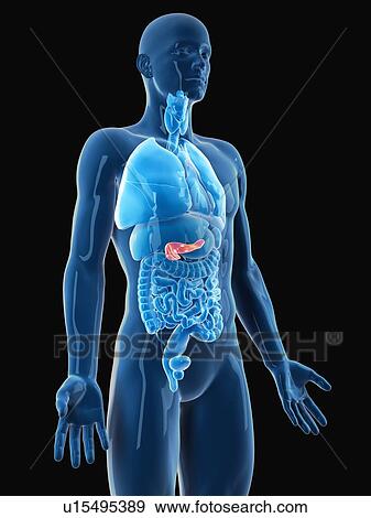 Stock Photo - Human pancreas. Fotosearch