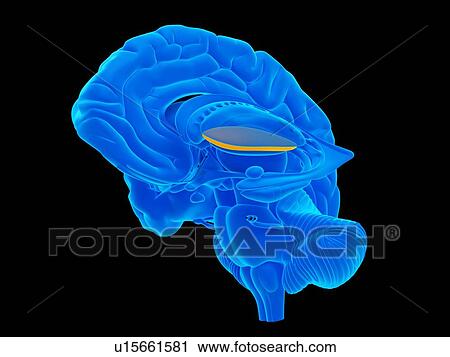 Human pelvic anatomy View Large Photo Image Stock Image - Human pelvic anatomy. Fotosearch