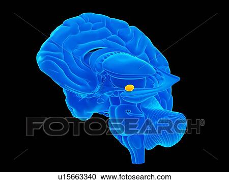 Stock Image - Human pelvic anatomy. Fotosearch