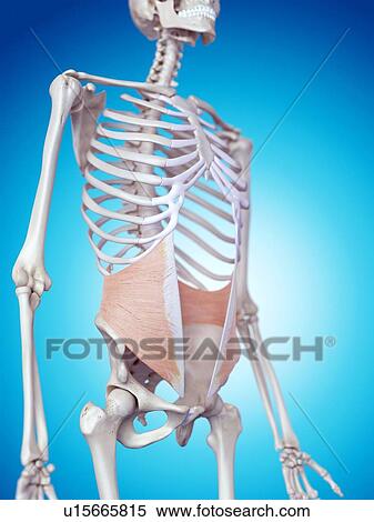 Human pelvic anatomy View Large Photo Image Stock Photography - Human pelvic anatomy. Fotosearch