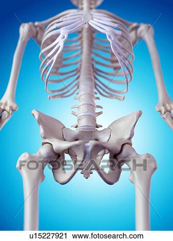 Stock Image - Human pelvic bones. Fotosearch