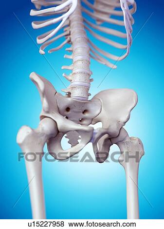 Human pelvic bones View Large Photo Image Stock Photo - Human pelvic bones. Fotosearch