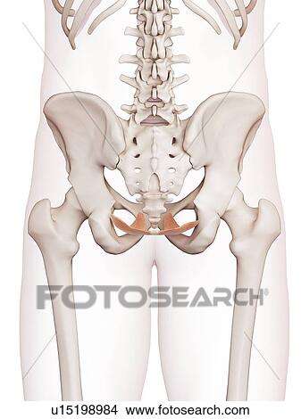 Picture - Human pelvic floor muscles. Fotosearch